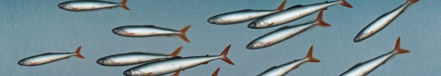 Donald Provan Green and Silver Shoal   footer