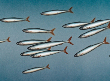 Donald Provan Green and Silver Shoal   mobile